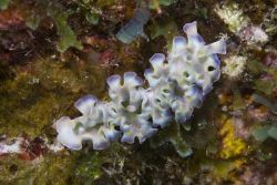 Lettuce Sea Slug photographed off Little Cayman on Bloody... by Allan Vandeford 